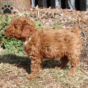 Blue, Miniature Poodle Puppy