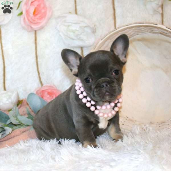 Bluebelle, French Bulldog Puppy