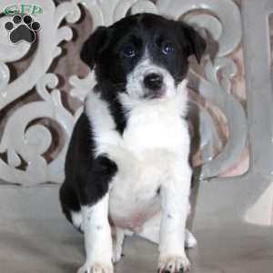 Bluey, Border Collie Mix Puppy