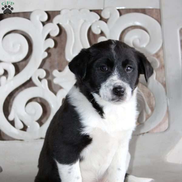 Bluey, Border Collie Mix Puppy