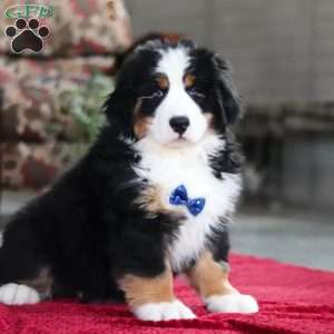 Bobby, Bernese Mountain Dog Puppy