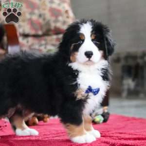 Bobby, Bernese Mountain Dog Puppy