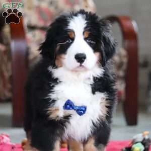 Bobby, Bernese Mountain Dog Puppy