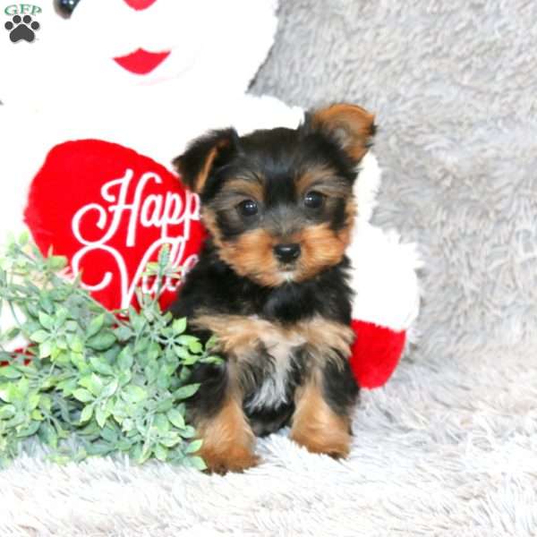 Bobby, Yorkie Puppy