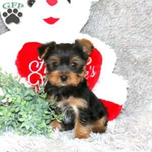 Bobby, Yorkie Puppy