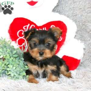Bobby, Yorkie Puppy