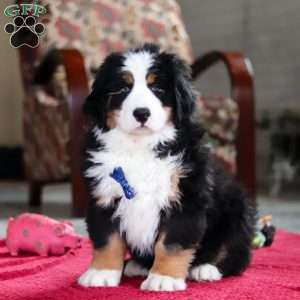 Bobby, Bernese Mountain Dog Puppy