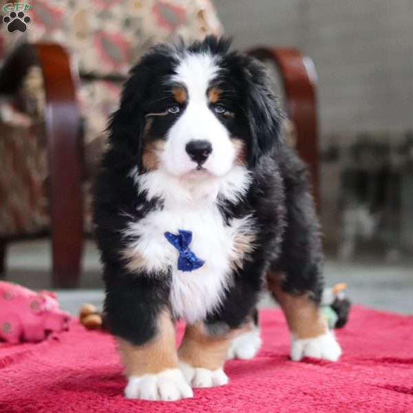Bobby, Bernese Mountain Dog Puppy