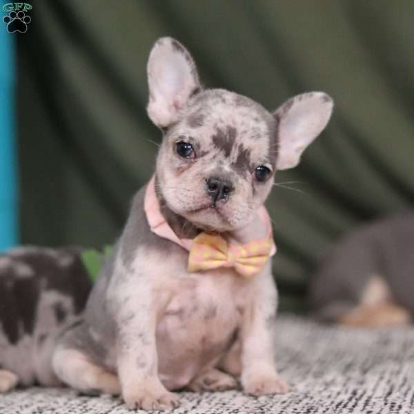 Bobo, French Bulldog Puppy