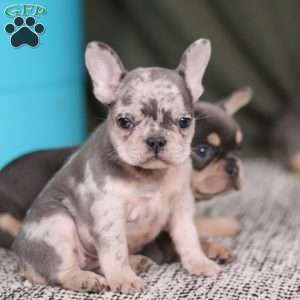 Bobo, French Bulldog Puppy