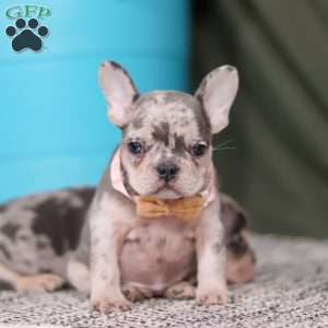 Bobo, French Bulldog Puppy