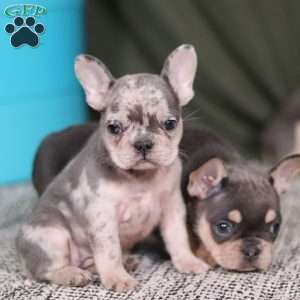 Bobo, French Bulldog Puppy