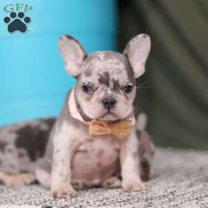 Bobo, French Bulldog Puppy