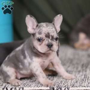 Bobo, French Bulldog Puppy