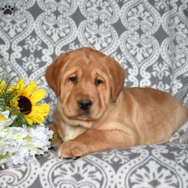 Bolt, Fox Red Labrador Retriever Puppy