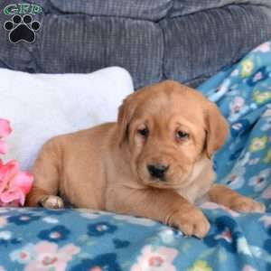 Bolt, Fox Red Labrador Retriever Puppy