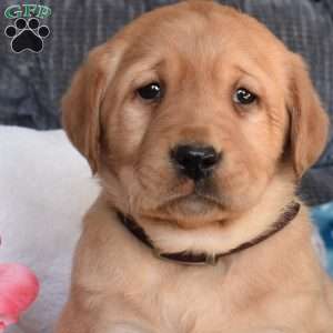 Bolt, Fox Red Labrador Retriever Puppy