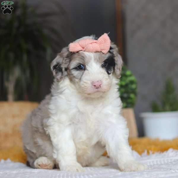 Bonnie, Mini Sheepadoodle Puppy