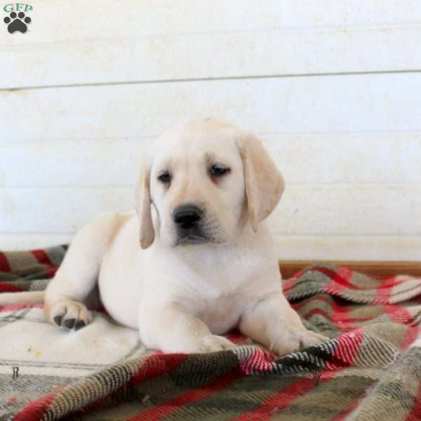 Bonnie, Yellow Labrador Retriever Puppy