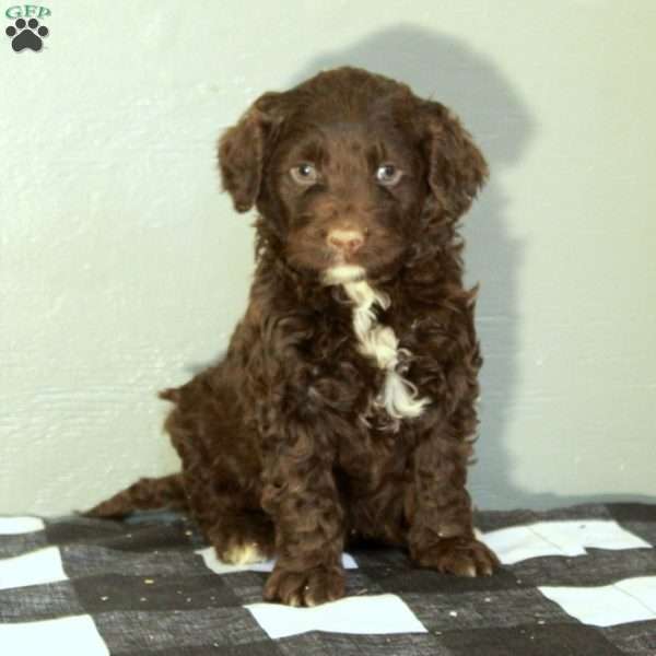 Bonnie, Portuguese Water Dog Puppy