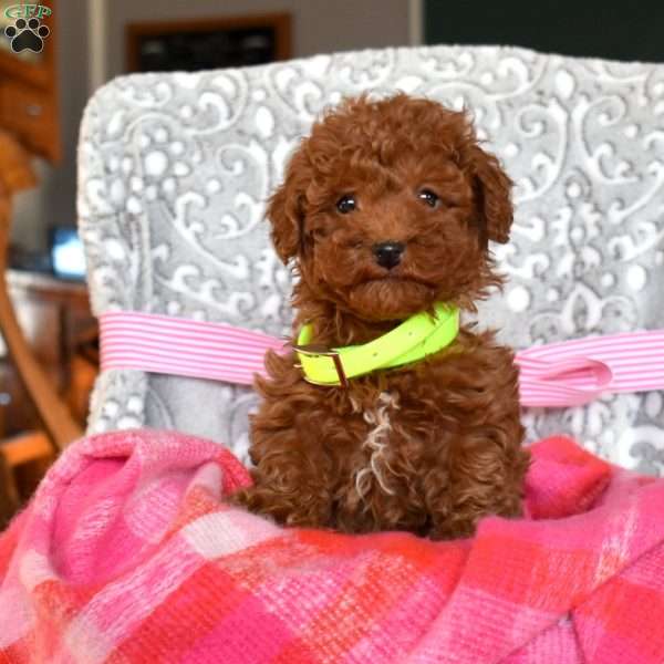 Bonnie, Toy Poodle Puppy