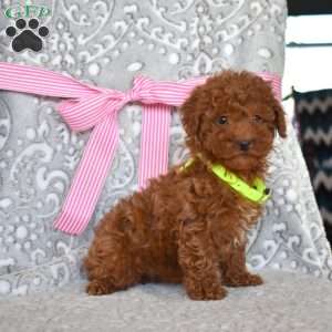 Bonnie, Toy Poodle Puppy