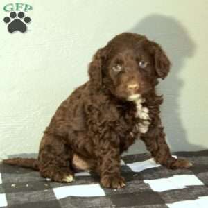 Bonnie, Portuguese Water Dog Puppy