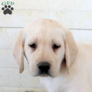 Bonnie, Yellow Labrador Retriever Puppy