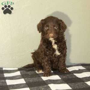 Bonnie, Portuguese Water Dog Puppy