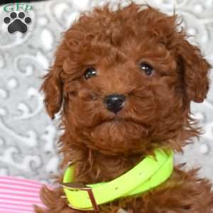Bonnie, Toy Poodle Puppy