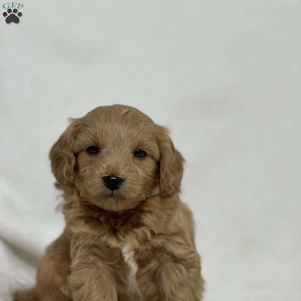 Boo, Mini Goldendoodle Puppy