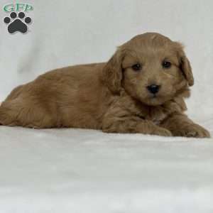 Boo, Mini Goldendoodle Puppy
