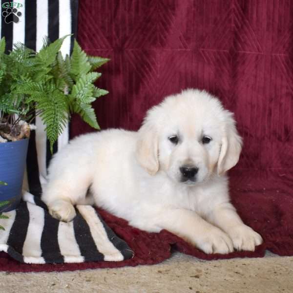 Booker, English Cream Golden Retriever Puppy