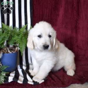 Booker, English Cream Golden Retriever Puppy