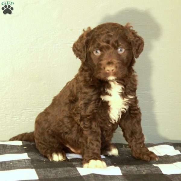 Boone, Portuguese Water Dog Puppy