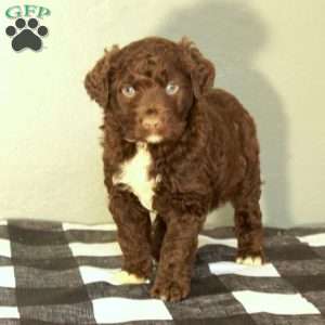 Boone, Portuguese Water Dog Puppy