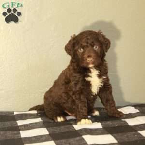 Boone, Portuguese Water Dog Puppy