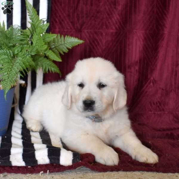 Bosco, English Cream Golden Retriever Puppy