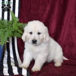 Bosco, English Cream Golden Retriever Puppy