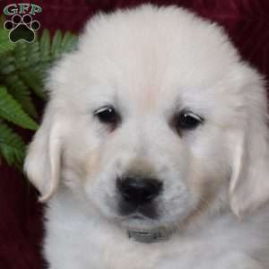 Bosco, English Cream Golden Retriever Puppy