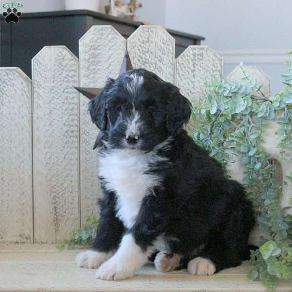 Bowie, Bernedoodle Puppy