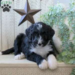 Bowie, Bernedoodle Puppy