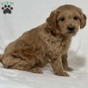 Brady, Mini Goldendoodle Puppy