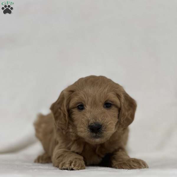 Brady, Mini Goldendoodle Puppy