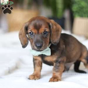 Bratwurst, Dachshund Puppy