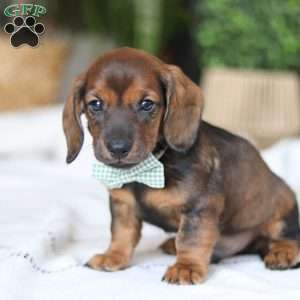 Bratwurst, Dachshund Puppy