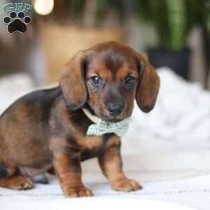 Bratwurst, Dachshund Puppy
