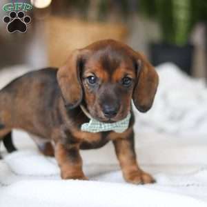 Bratwurst, Dachshund Puppy