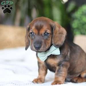 Bratwurst, Dachshund Puppy