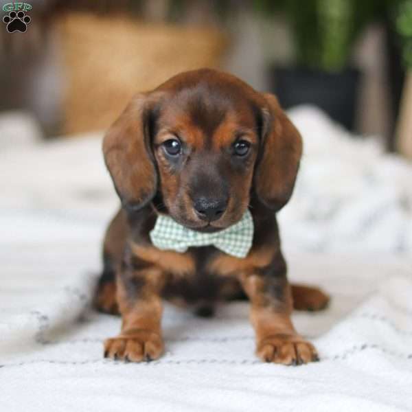 Bratwurst, Dachshund Puppy